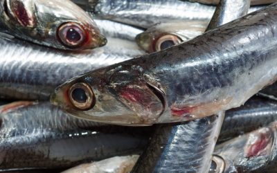 Mercury levels in fish and seafood